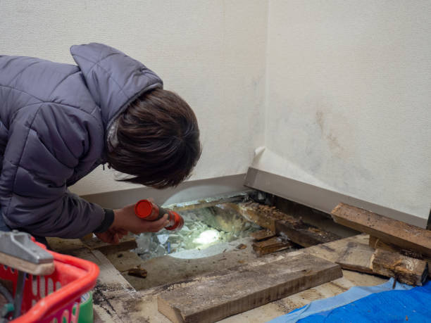 Best Water Damage & Mold Remediation  in Tonganoxie, KS